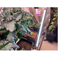 42w LED Grow Bar - IntroGro - 0