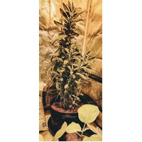 2 pot Coco starter kit with Coco nutrient - Hand watered hydroponic system - 0