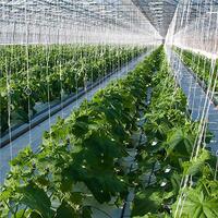 Tomato Spool - string line for supporting plants incl cucumbers and other vines - 1