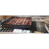 Small Heat Mat and Thermostat Package for raising seeds and cuttings  - 0