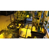 2 Pot Network System - includes Control Unit - 2 x Growing Cells - Perlite and Fittings - 2