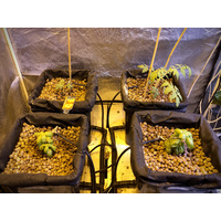 Clay Canna Aqua 45L expanded clay media - reusable if washed - LECA - 3