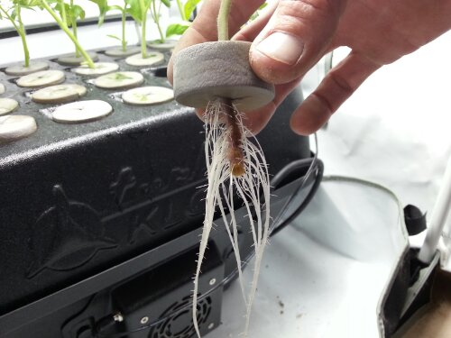 Gold Coast Hydroponics Supplies