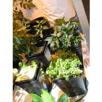 5 x 183mm Square Pot Network System