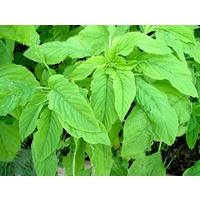 Amaranth - Eden Seeds