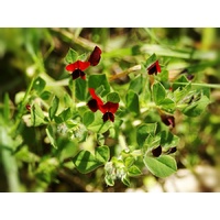 Asparagus Pea - Eden Seeds