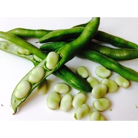 Broad Bean Eden Seeds