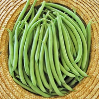 Bush Bean Eden Seeds