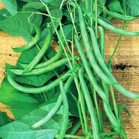 Climbing Bean Eden Seeds