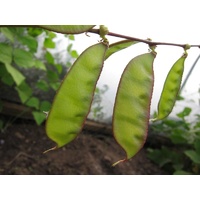 Bean Other Eden Seeds