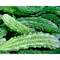 Bitter Melon Eden Seeds