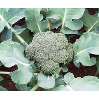 Broccoli Eden Seeds
