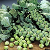 Brussels Sprouts Eden Seeds