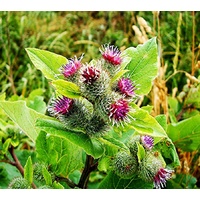 Burdock Eden Seeds