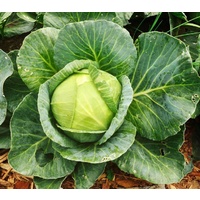 Cabbage Eden Seeds