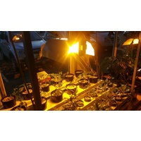 600W ProGrow Ballast, 400V Lamp and White 9 Fold Reflector