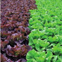 25kg Grow research Commercial 25kg General Purpose formula