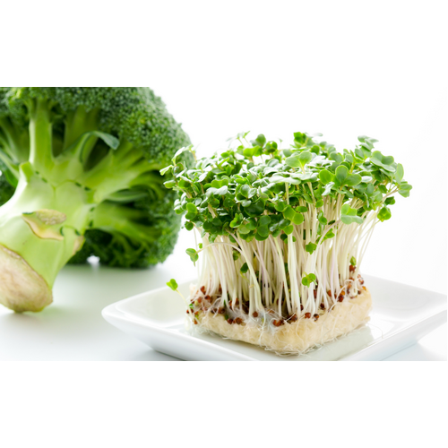 Broccoli 100g Microgreen baby leaf seeds - Eden seeds