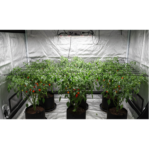 2.4m x 1.2m Black Stretch netting - Plant support Netting 6inch squares - Can stretch up to 2.6m x 1.45m - Scrog Net