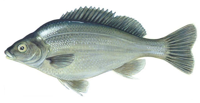 Aquaponics